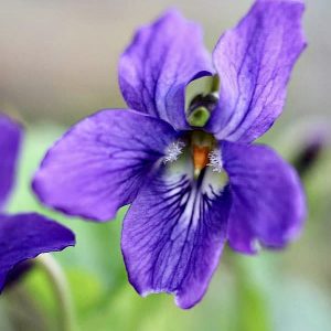 Viola ~ Wild Violet Collagen Jelly